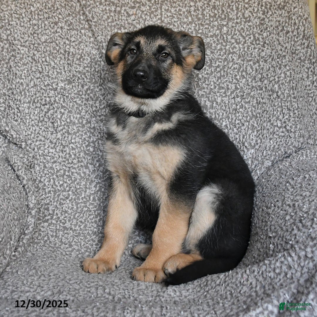German Shepherd dogs for sale: Shannon - Ad 4