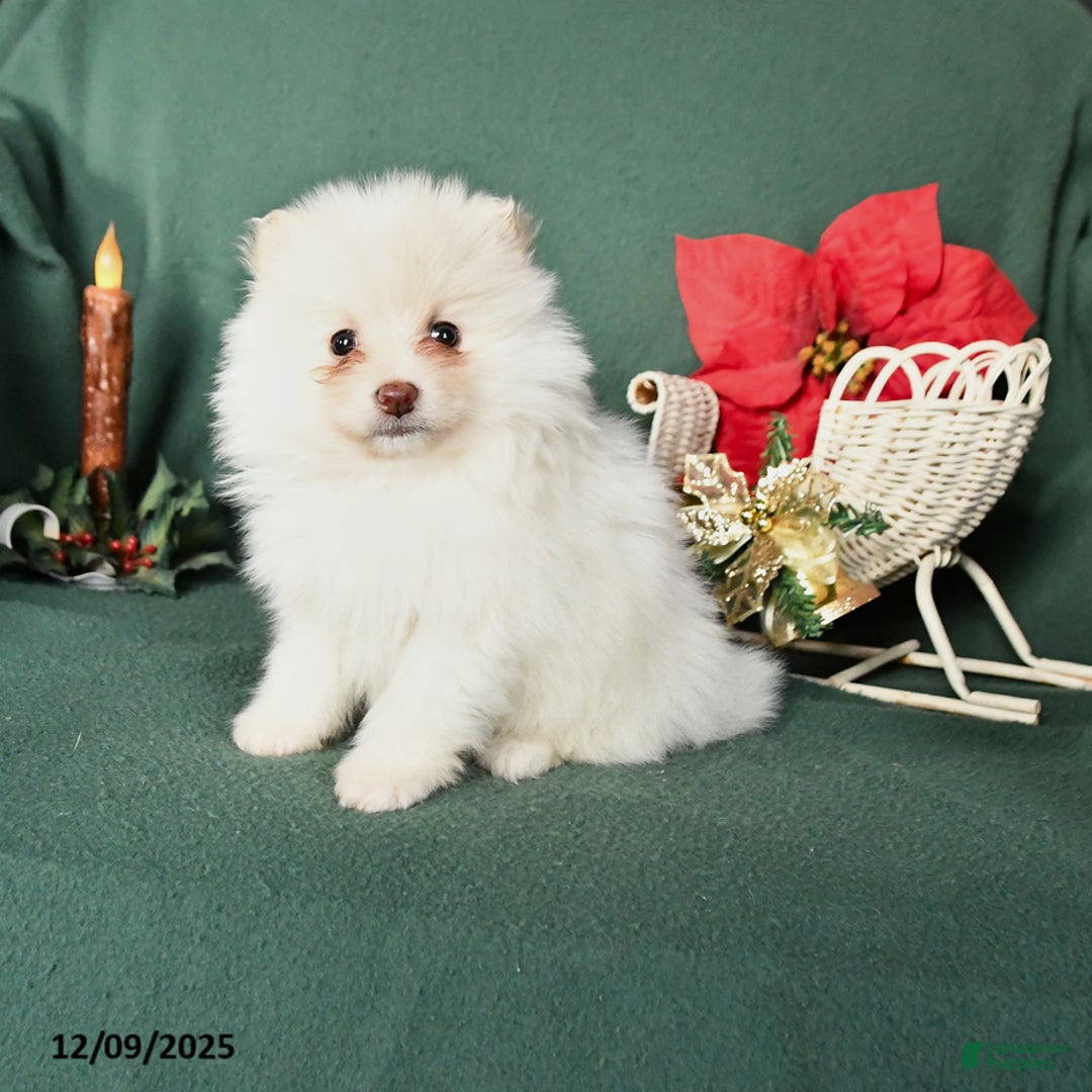 Pomeranian dogs for sale: Rita - Ad 1