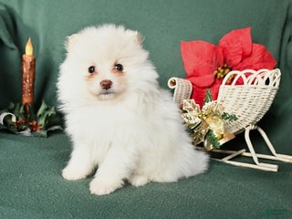 Pomeranian dogs Rita - Ad 33