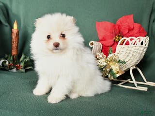 Pomeranian dogs Rita - Ad 40