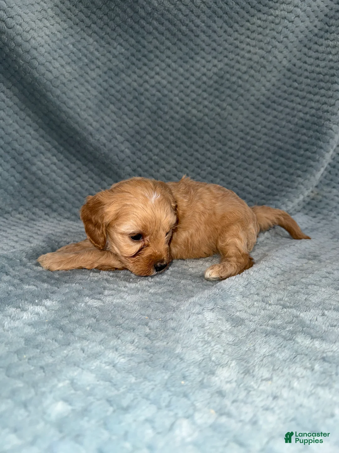 Cavapoo dogs for sale: Cavapoo Puppy 2 - Ad 4