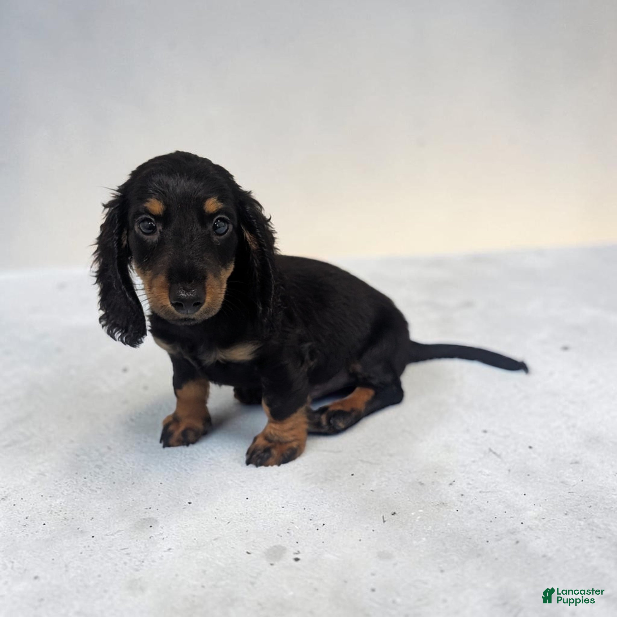 Miniature Dachshund dogs Pepper - Ad 2