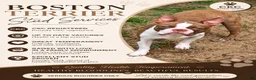 Boston Terrier dogs for stud: Red/lilac Boston Terrier Stud/Sire - Ad 1
