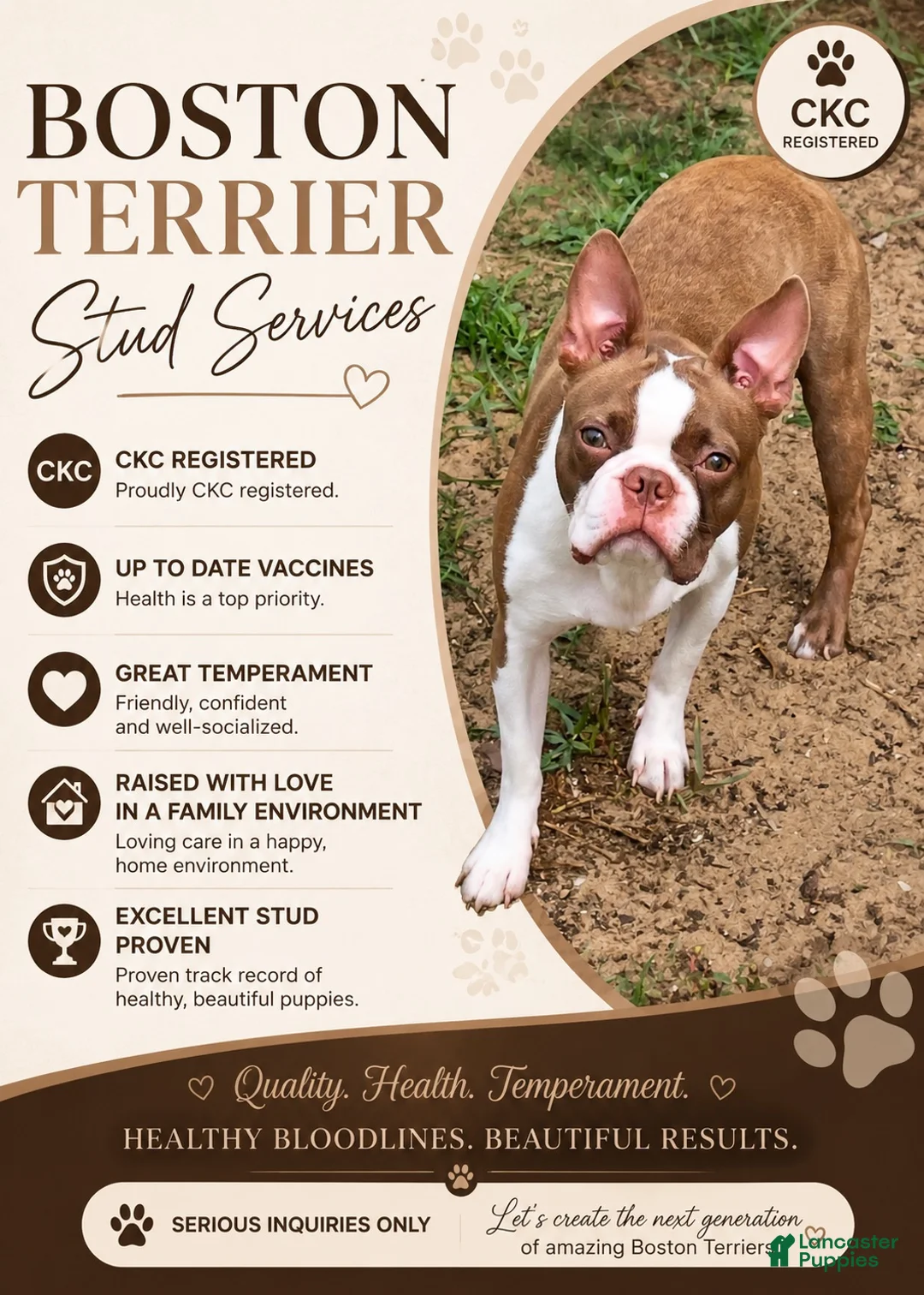 Boston Terrier dogs for stud: Red/lilac Boston Terrier Stud/Sire - Ad 1