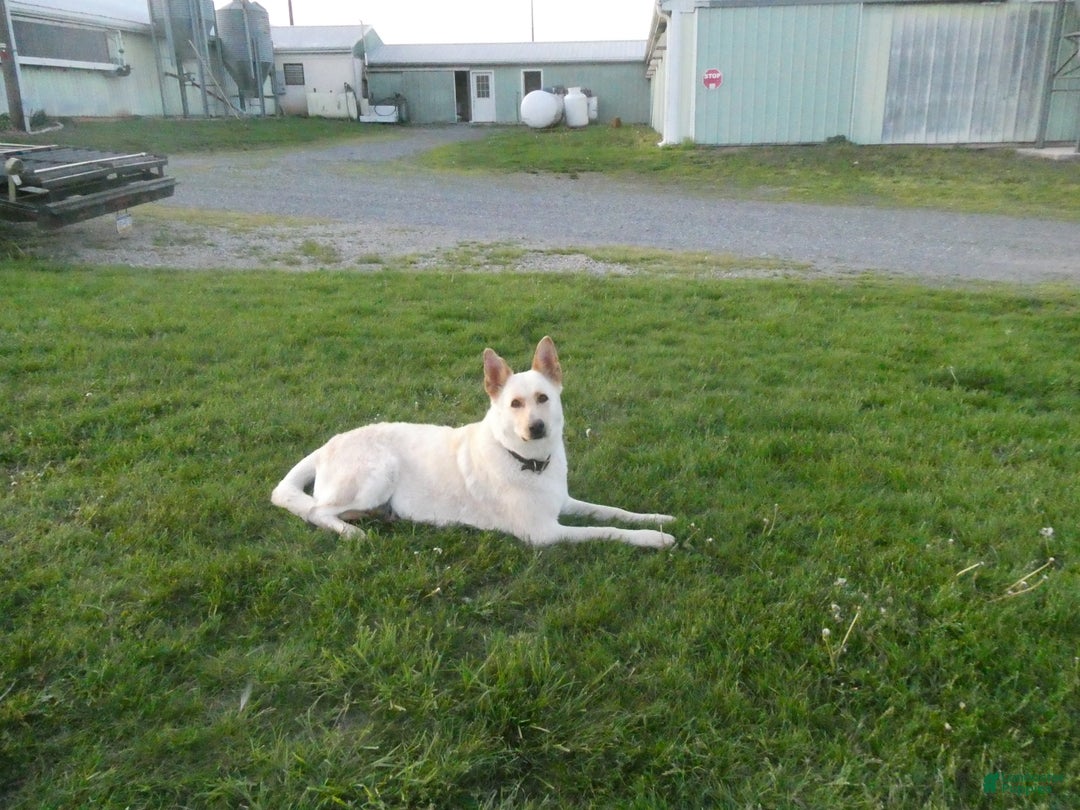 Gerberian Shepsky dogs for sale: Tracy - Ad 5