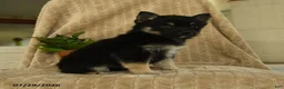 Pomsky dogs for sale: Bubbles - Ad 3