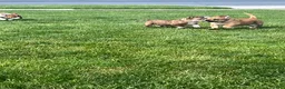 Mixed Breed dogs for sale: Bear  - Ad 5
