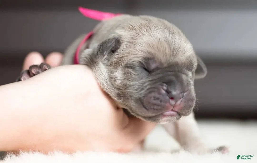 Cane Corso dogs for sale: Titan Bones Shield Of Valkyrie  - Ad 4