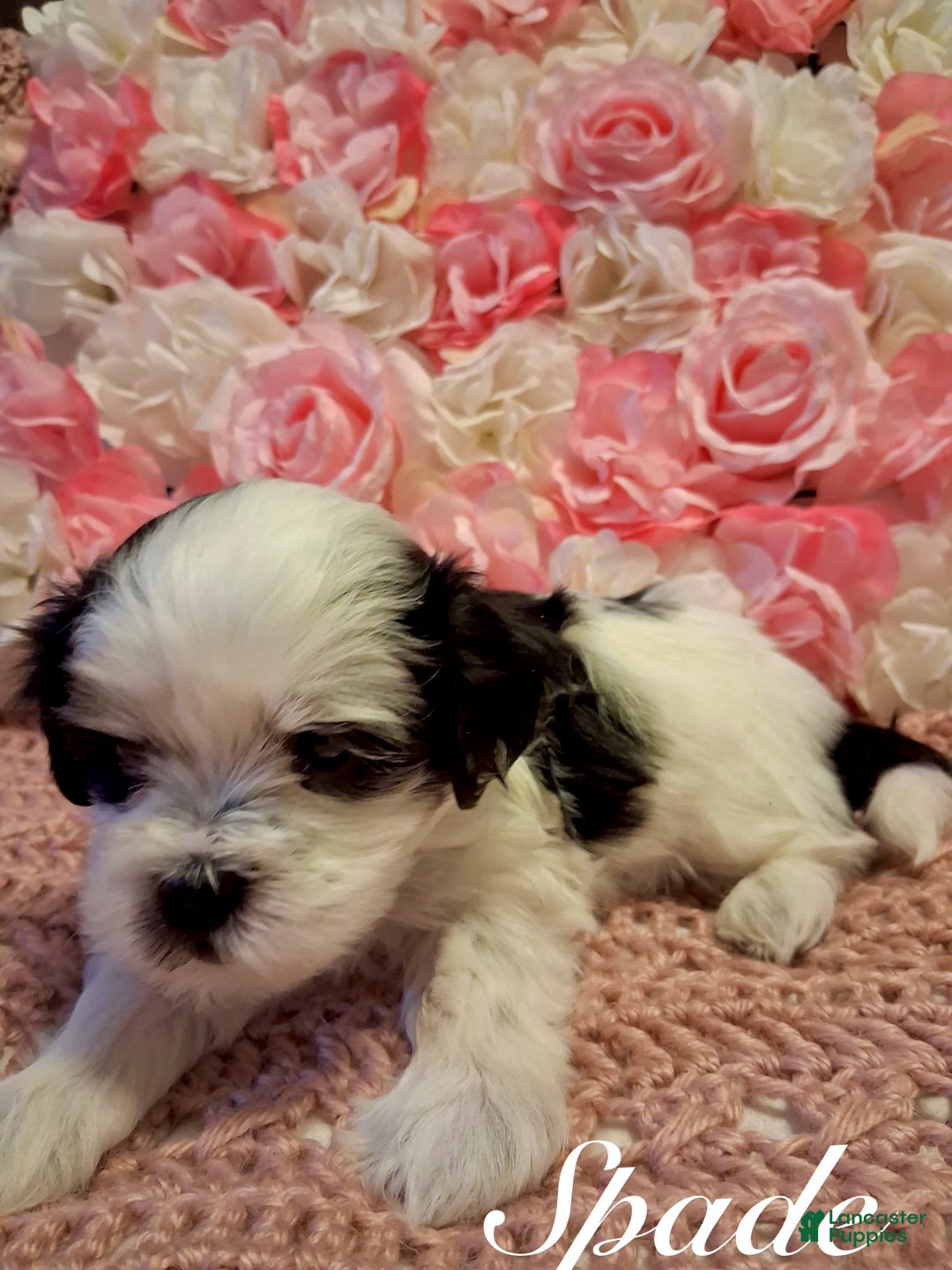 Shih Tzu dogs for sale: Spade - Ad 1