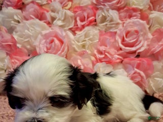 Shih Tzu dogs Spade - Ad 1