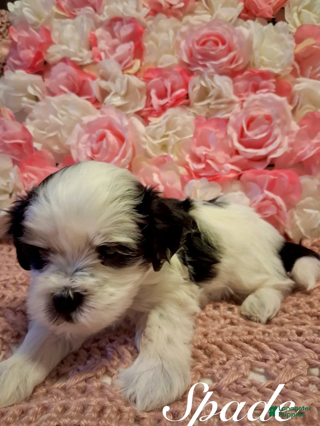 Shih Tzu dogs for sale: Spade - Ad 3