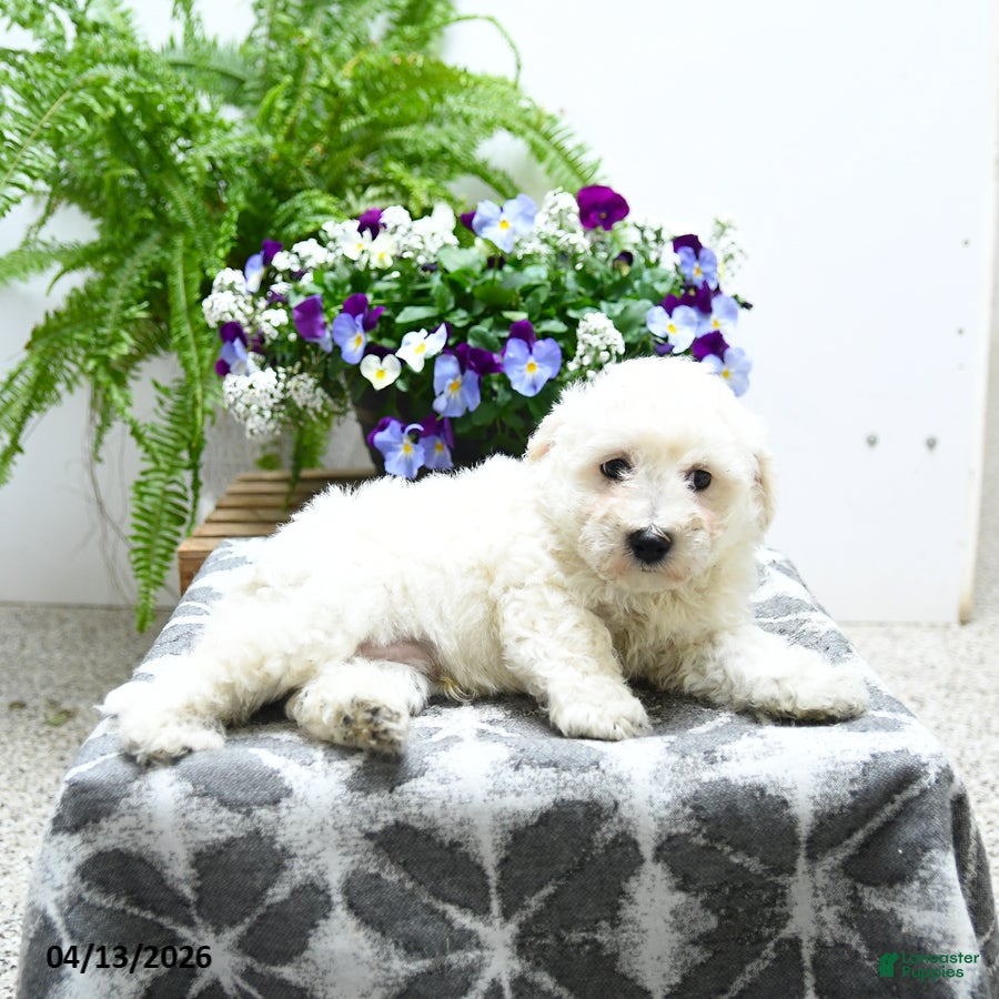 Bichon Frise dogs Chandler - Ad 2