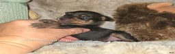 Miniature Pinscher dogs for sale: Crissy black tan - Ad 8