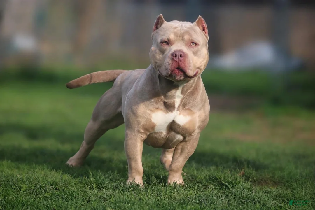 American Bully dogs for stud: Luxury’s Show Out  - Ad 2
