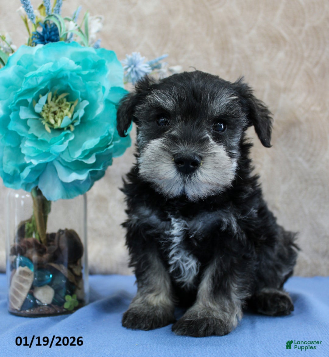 Miniature Schnauzer dogs for sale: Quill - Ad 4