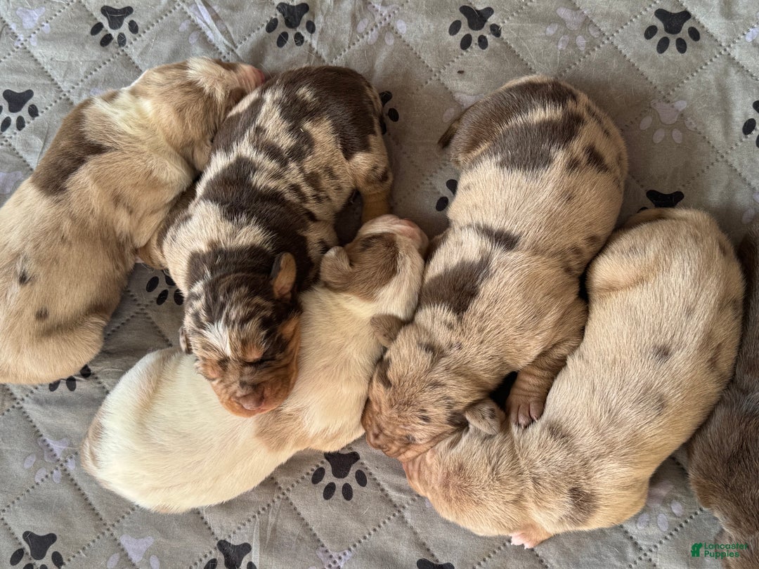 Catahoula Leopard Dog dogs for sale: Catahoula Leopard Dog Puppy 2 - Ad 11