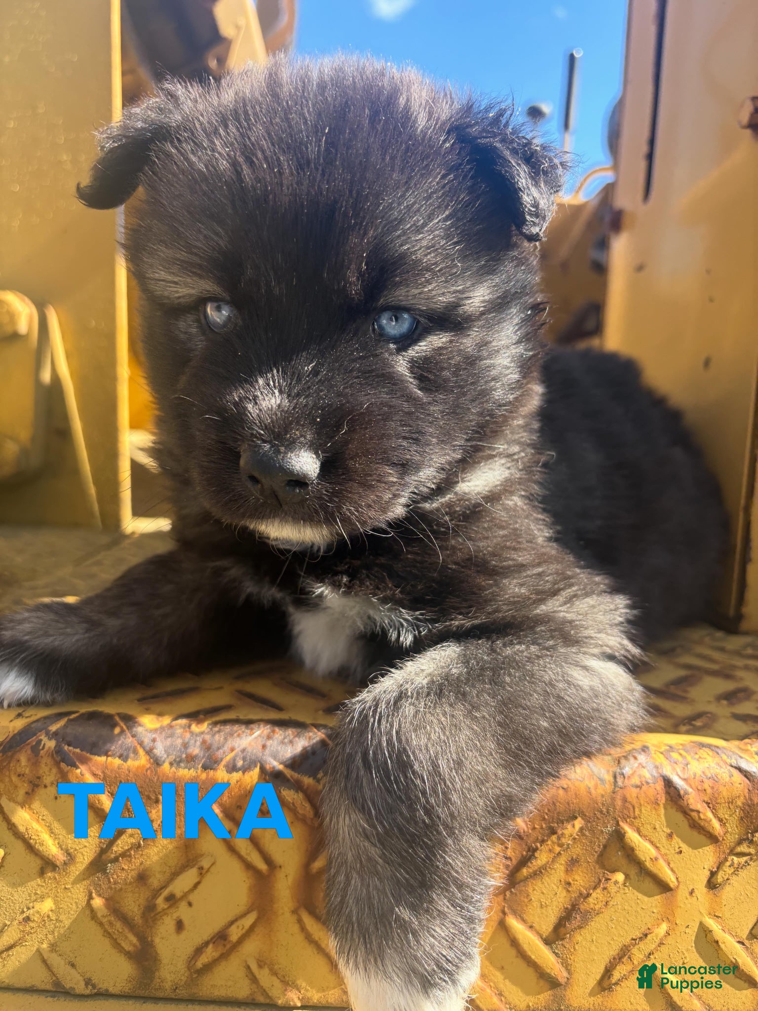 Siberian Husky dogs for sale: TAIKA  - Ad 1