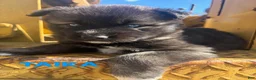 Siberian Husky dogs for sale: TAIKA  - Ad 1