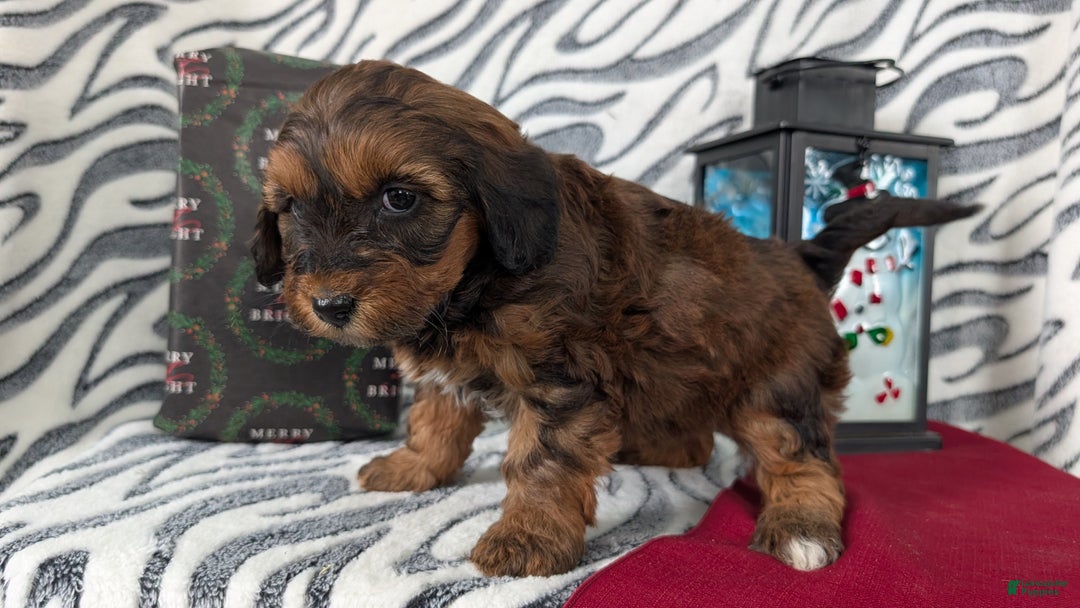 Mixed Breed dogs for sale: Addi - Ad 10