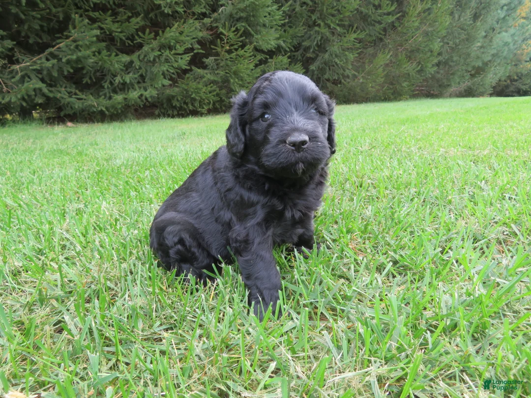 Mixed Breed dogs for sale: Maverick - Ad 2