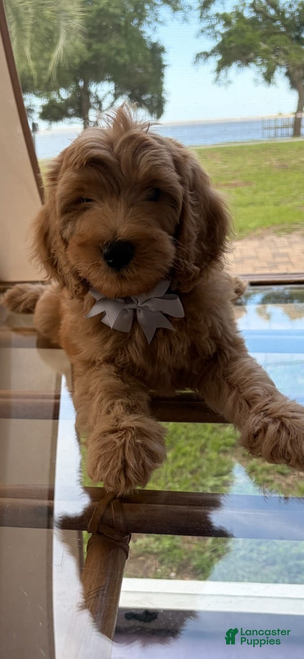 Goldendoodle dogs Saint Charles - Ad 1