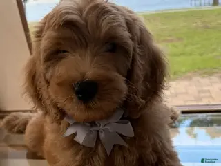 Goldendoodle dogs for sale: Saint Charles - Ad 3