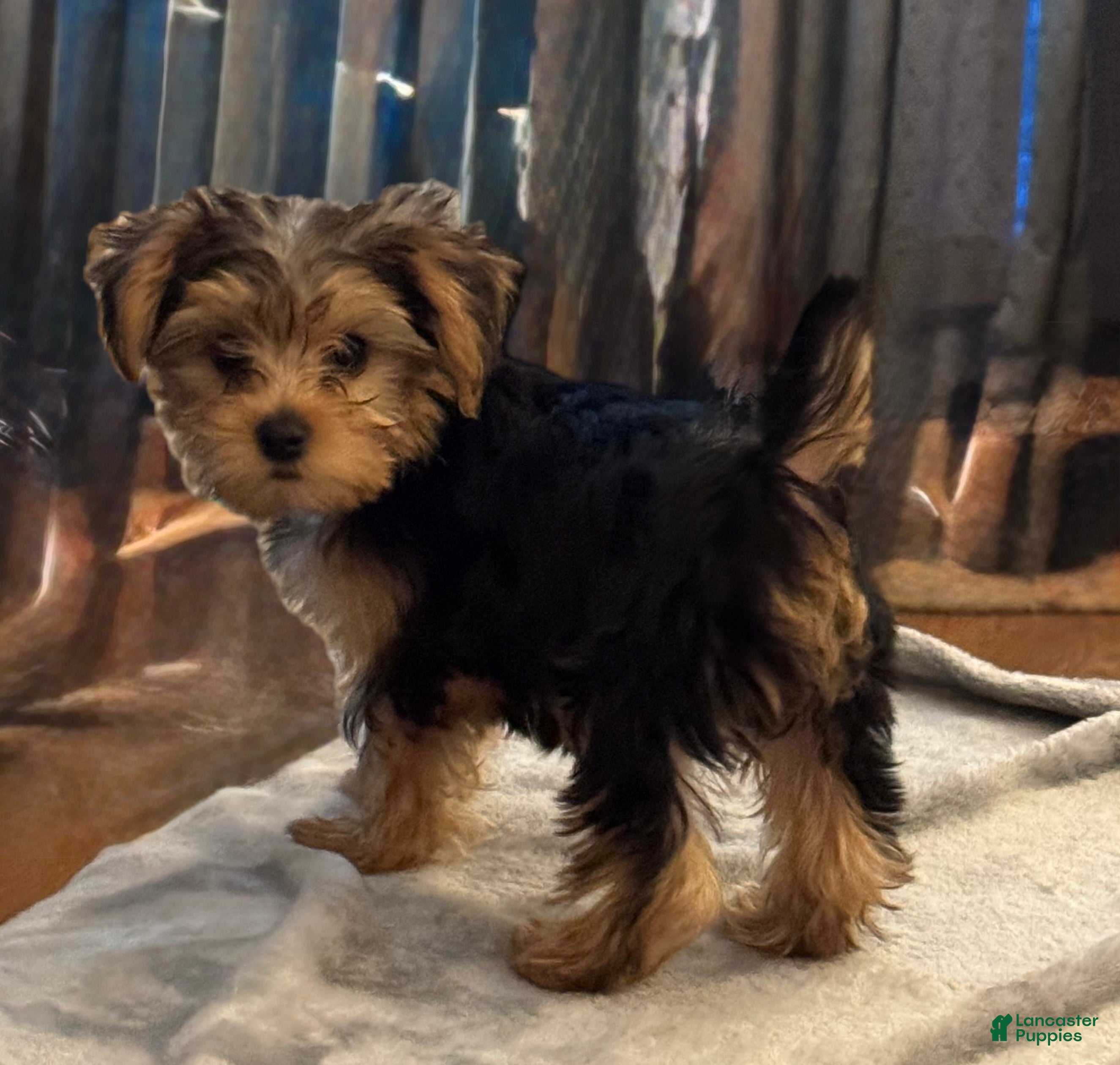Yorkshire Terrier dogs Yorkshire purple - Ad 1