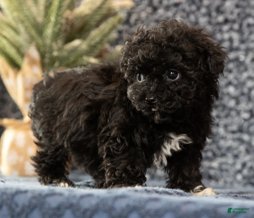 Havapoo dogs for sale: Gem - Ad 7