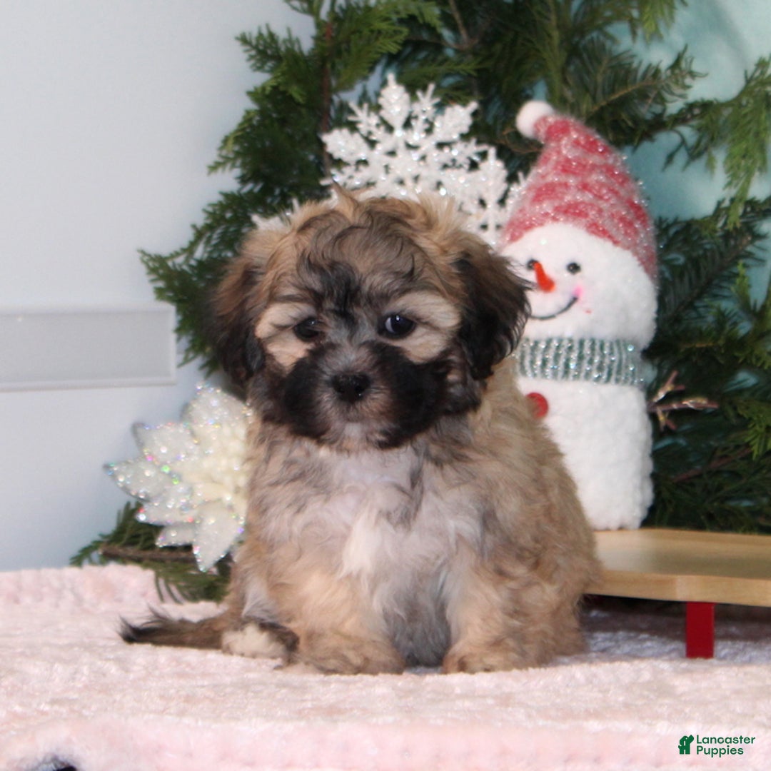 Teddy Bear dogs for sale: Kristy - Ad 3