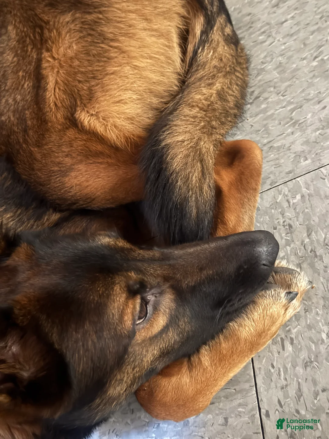 Mixed Breed dogs for sale: Mixed Breed Puppy 1 - Ad 2