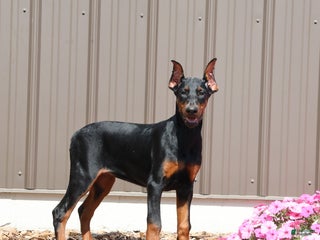 Doberman Pinscher dogs Darla - Ad 11