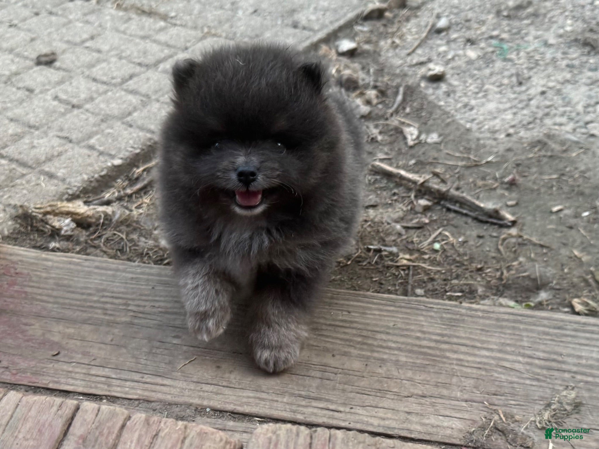 Pomeranian dogs for sale: Sultan - Ad 3
