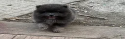 Pomeranian dogs for sale: Sultan - Ad 1