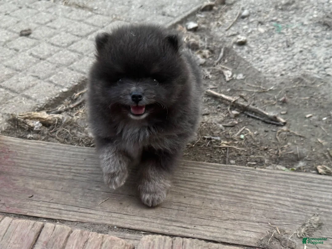 Pomeranian dogs for sale: Sultan - Ad 1