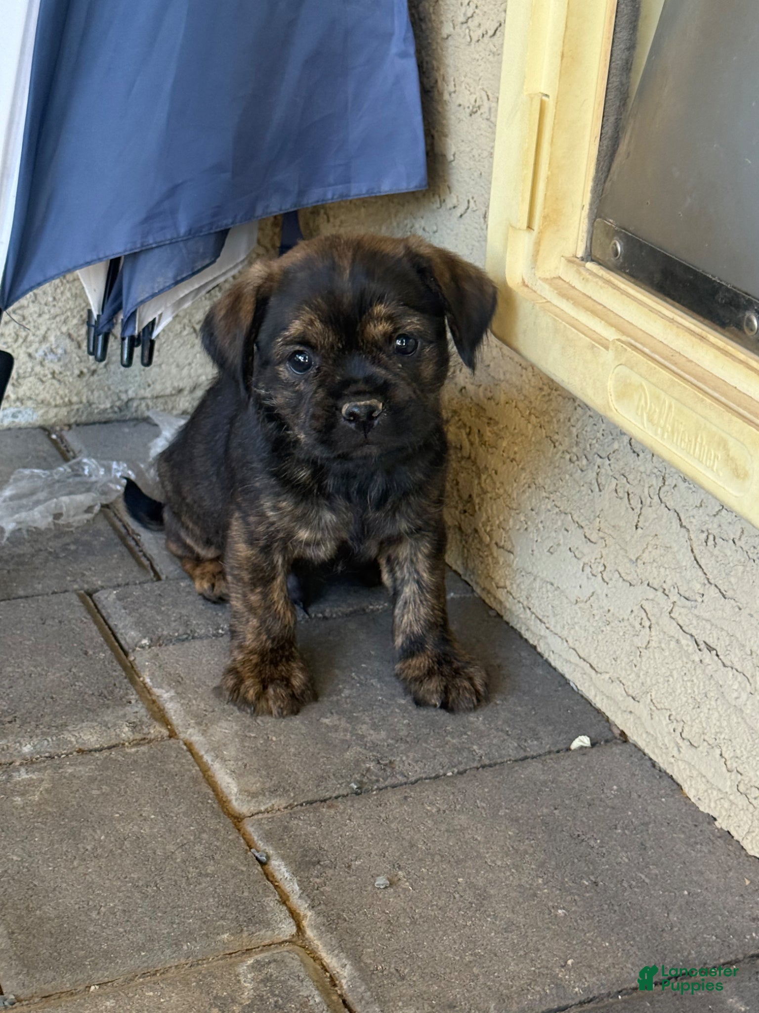 Mixed Breed dogs Mixed Breed Puppy 2 - Ad 17