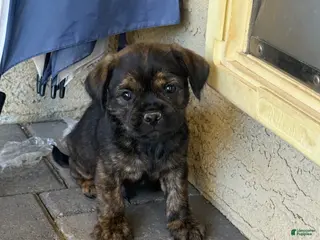 Mixed Breed dogs Mixed Breed Puppy 2 - Ad 24