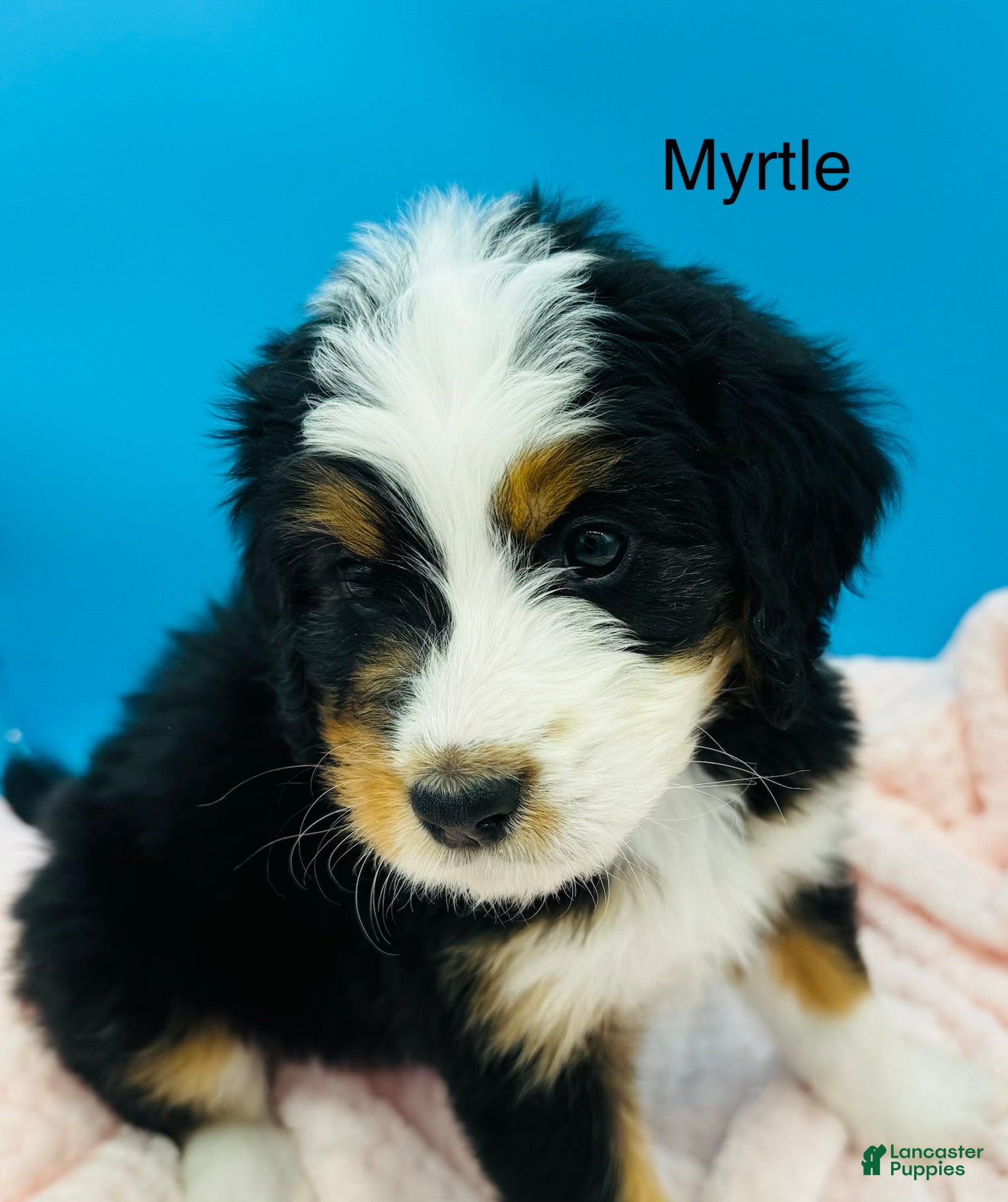 Bernedoodle dogs Bernedoodle Puppy 8 - Ad 2