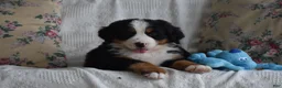 Bernese Mountain Dog dogs for sale: Bernard  - Ad 9