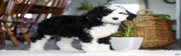 Sheepadoodle dogs for sale: Cotton Tail - Ad 3