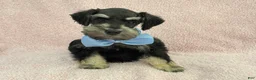 Miniature Schnauzer dogs for sale: Mae Male 3 Black & Silver AKC - Ad 2