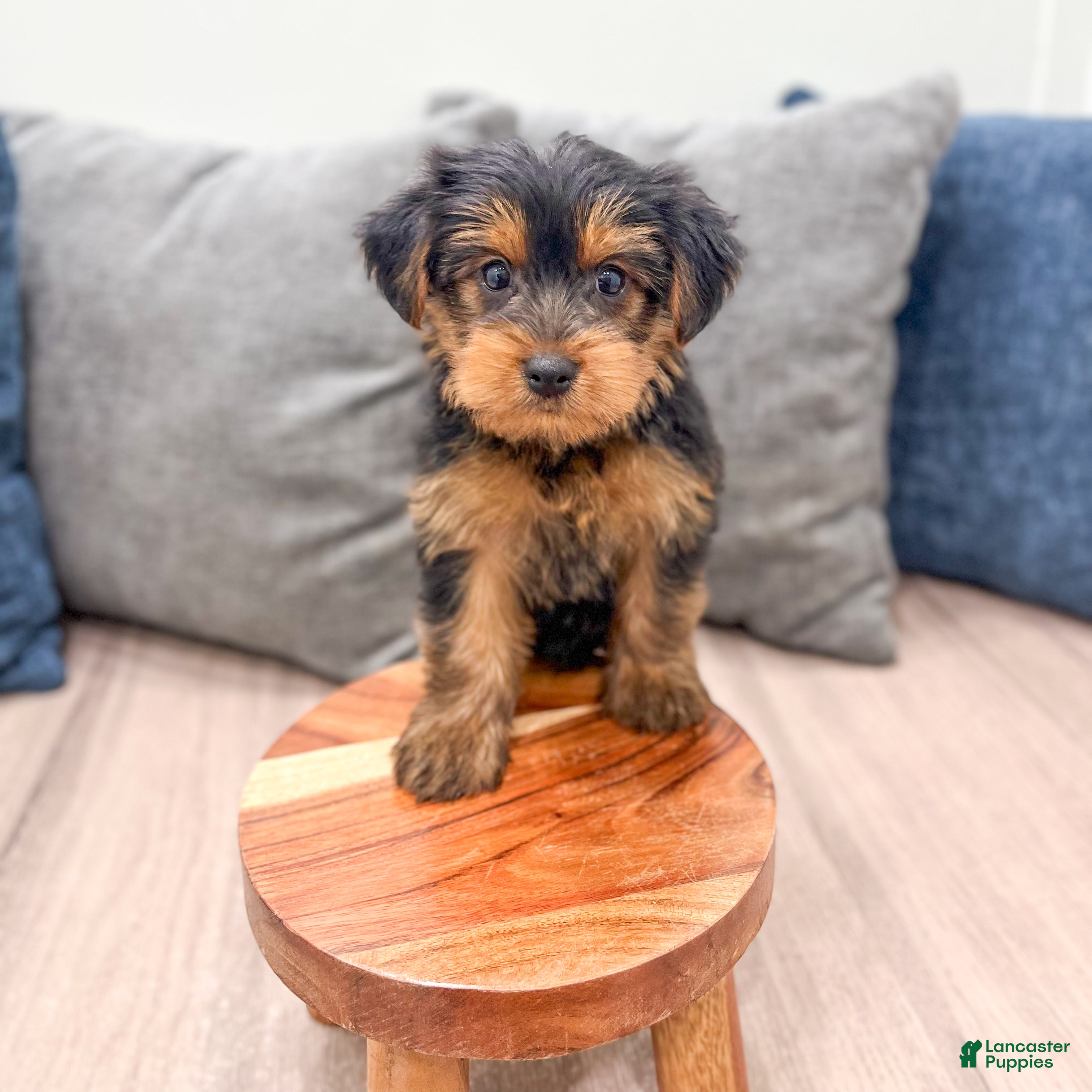 Yorkshire Terrier dogs Louie - Ad 2