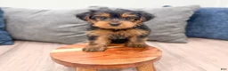 Yorkshire Terrier dogs for sale: Louie - Ad 2