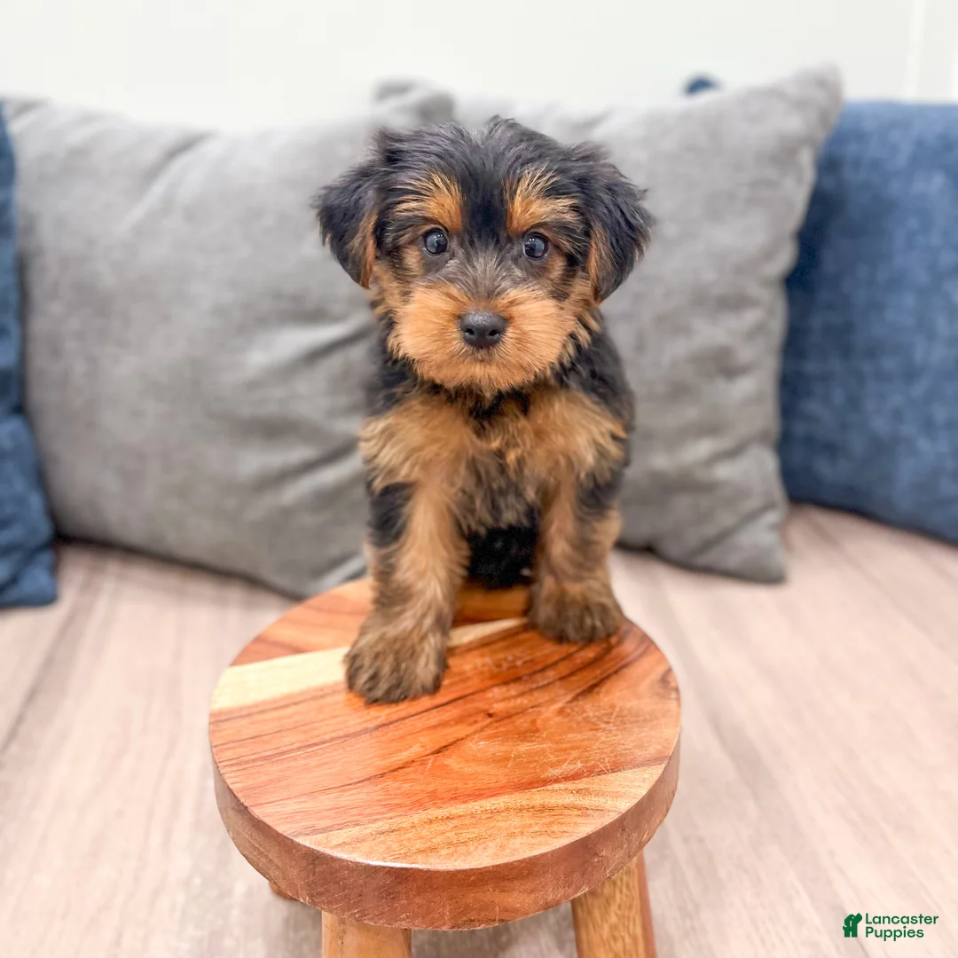 Yorkshire Terrier dogs for sale: Louie - Ad 2