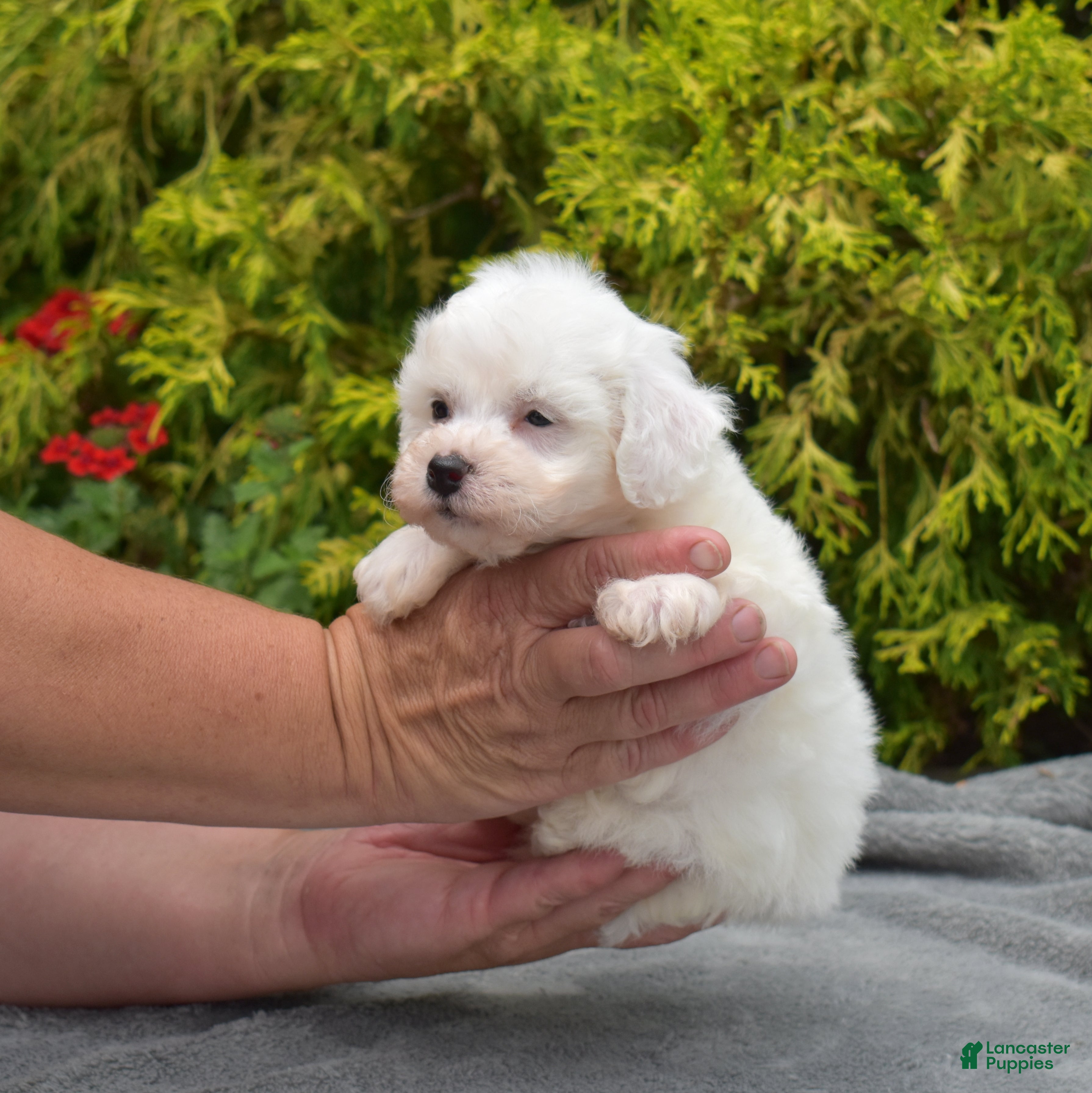 Bichon Frise dogs Cairo (tiny) - Ad 2