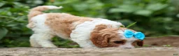 Cavapoo dogs for sale: Victor 🐾 - Ad 4