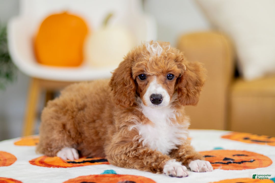 Toy Poodle dogs for sale: Waverly - Ad 5