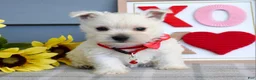 West Highland Terrier dogs for sale: Bella - Ad 7