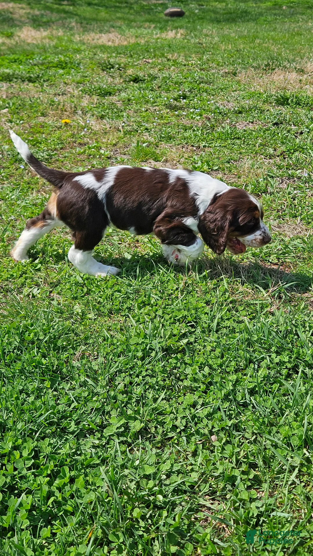 English Springer Spaniel dogs for sale: Turbo - Ad 2