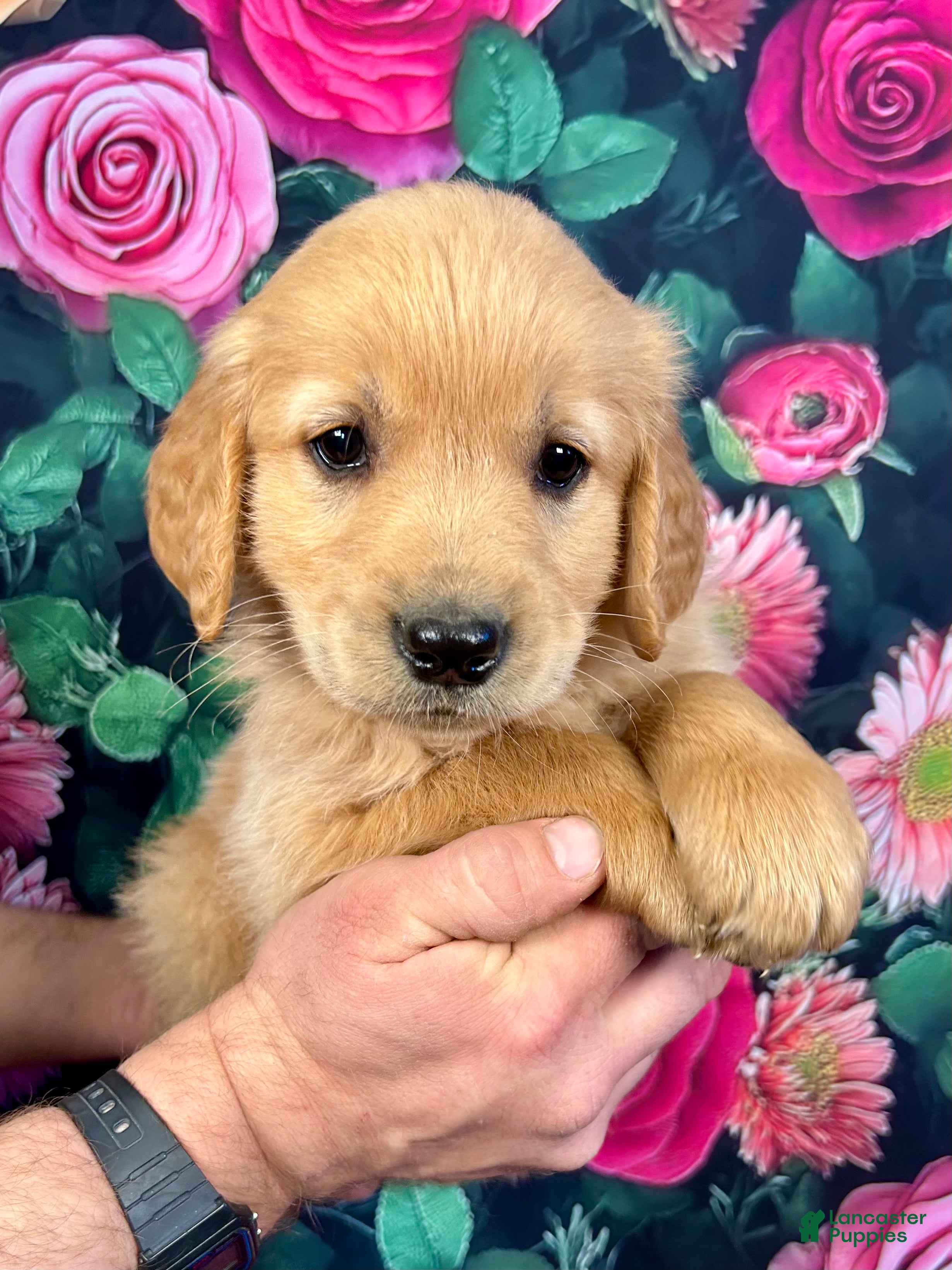 Golden Retriever dogs Rascal  - Ad 2