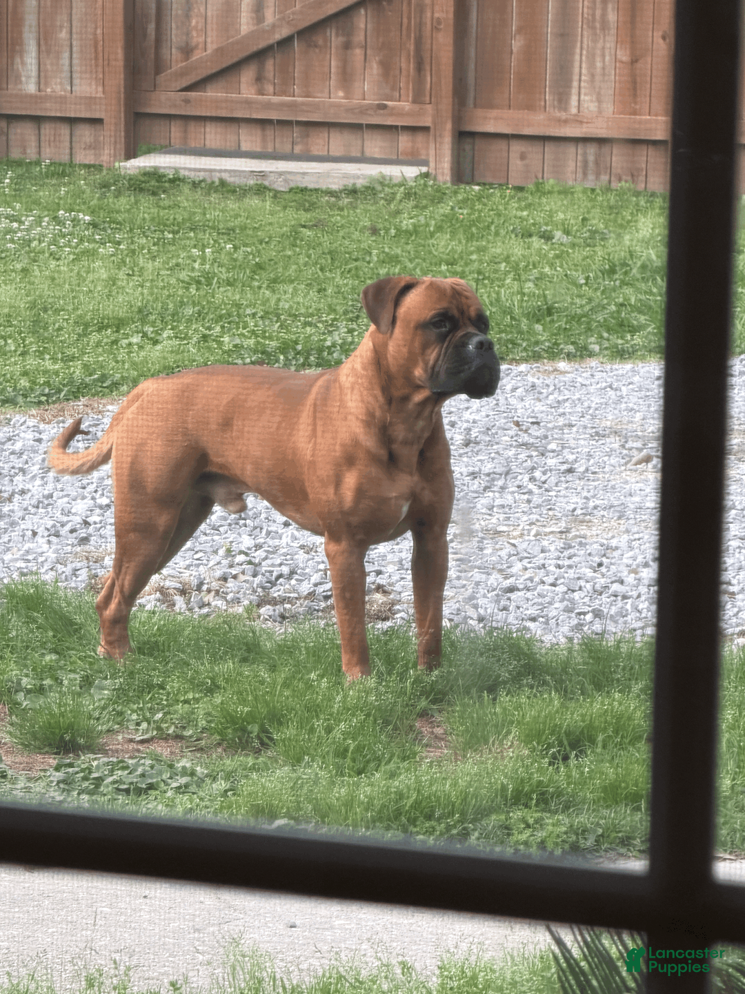 Bullmastiff dogs for stud: Raamm - Ad 2